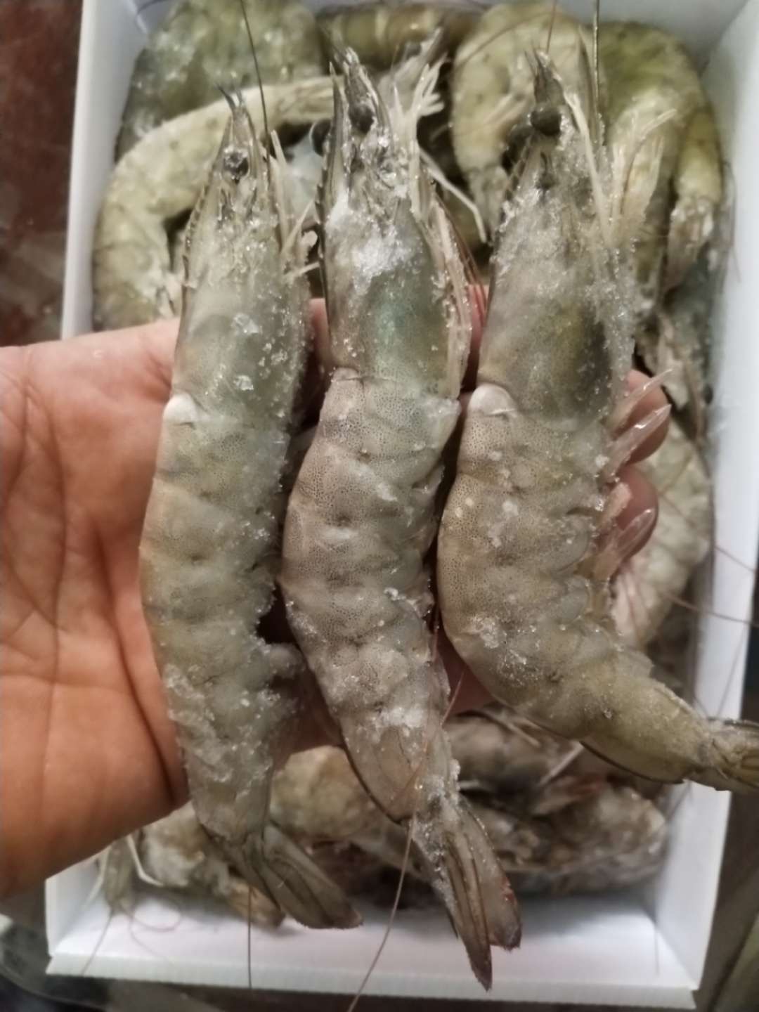 厄瓜多尔盐冻海捕大虾新鲜到货原价35元一斤秒杀价279元一斤